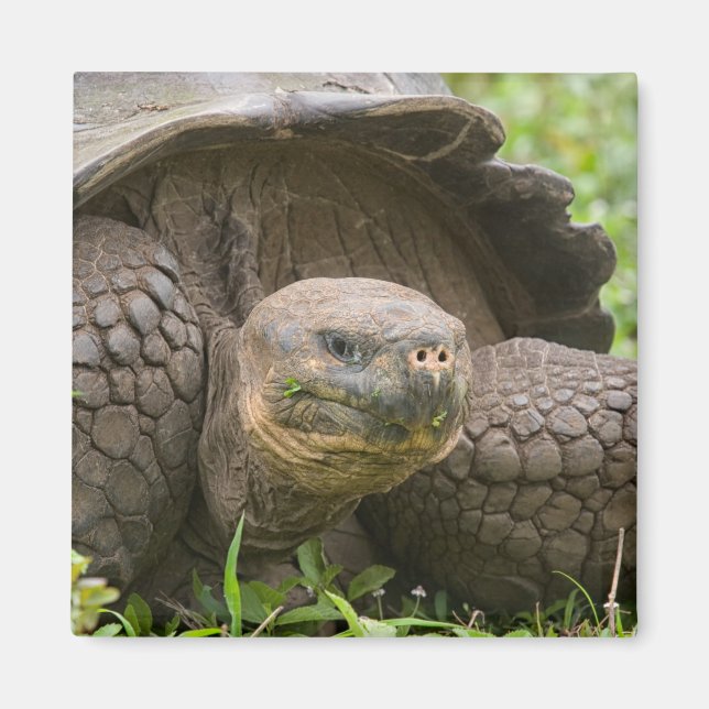 Imán Tortuga gigante (Frente)