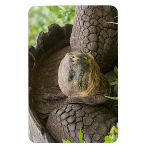 Imán Tortuga gigante
