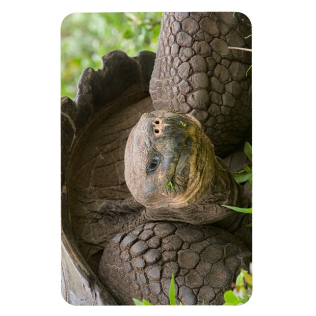 Imán Tortuga gigante (Vertical)