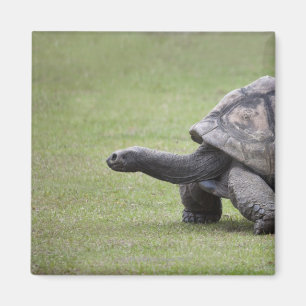 Imán Tortuga gigante en hierba
