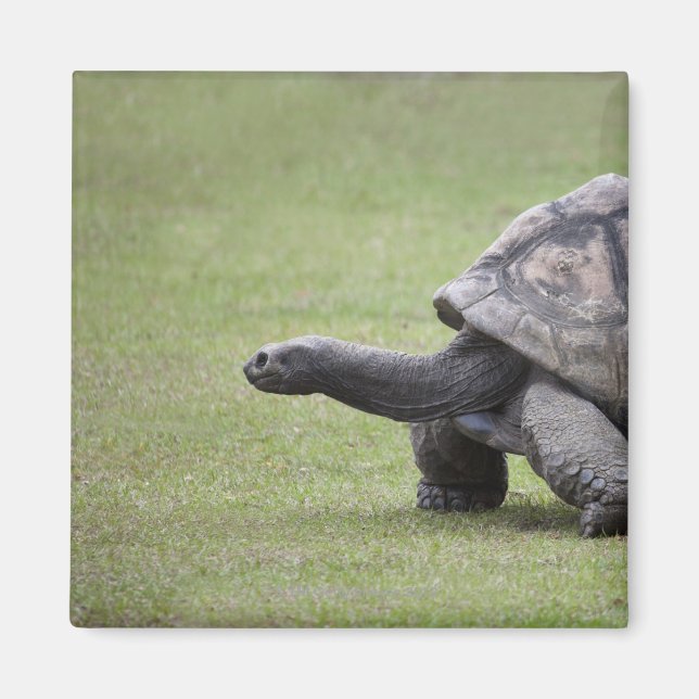 Imán Tortuga gigante en la hierba (Frente)