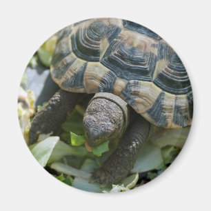 Imán Tortuga linda