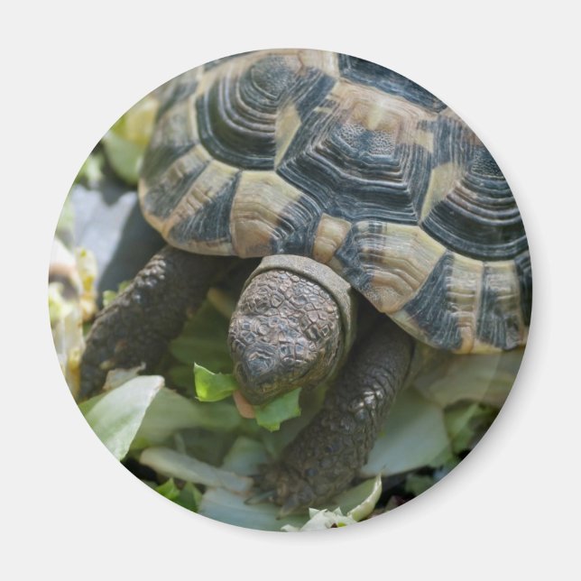 Imán Tortuga linda (Frente)