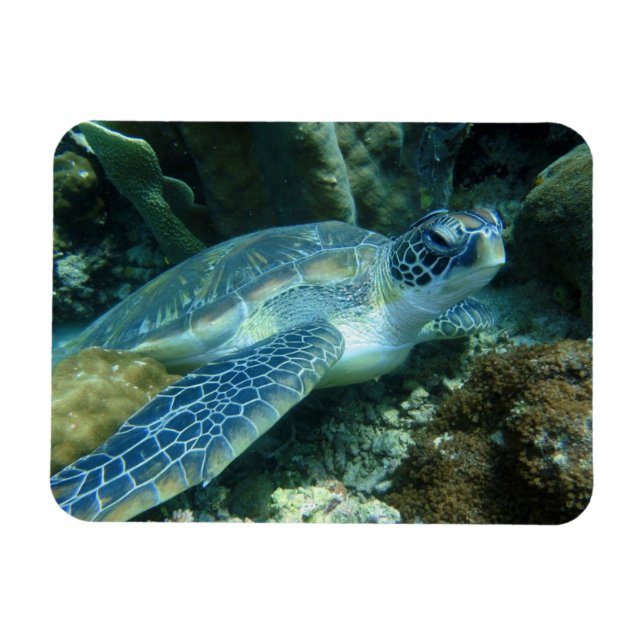 Imán Tortuga marina en foto (Horizontal)