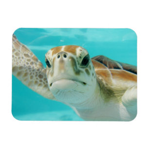 Imán Tortuga marina nadando en aguas turquesas