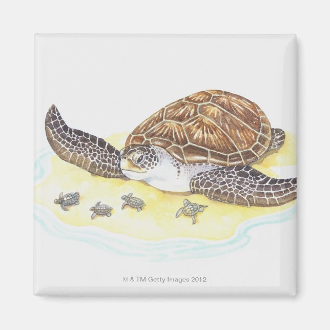 Imán Tortuga marina y bebés (Frente)
