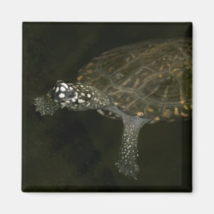 Imán Tortuga nadando
