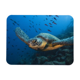 Imán Tortuga Negra (Verde) (Chelonia agassizi)