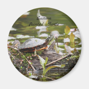 Imán Tortuga pintada del este