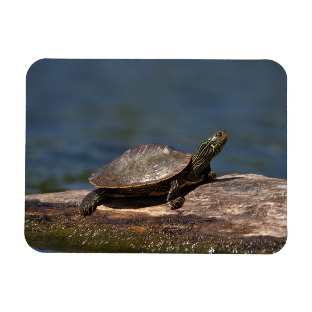 Imán Tortuga pintada en un tronco (Horizontal)