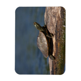 Imán Tortuga pintada en un tronco