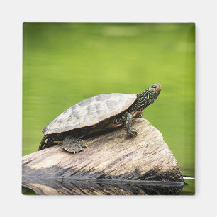 Imán Tortuga pintada en un tronco