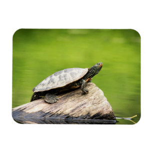 Imán Tortuga pintada en un tronco