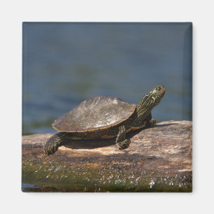 Imán Tortuga pintada en un tronco
