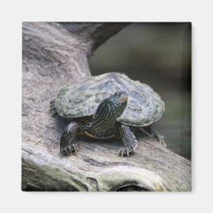 Imán Tortuga pintada en una rama