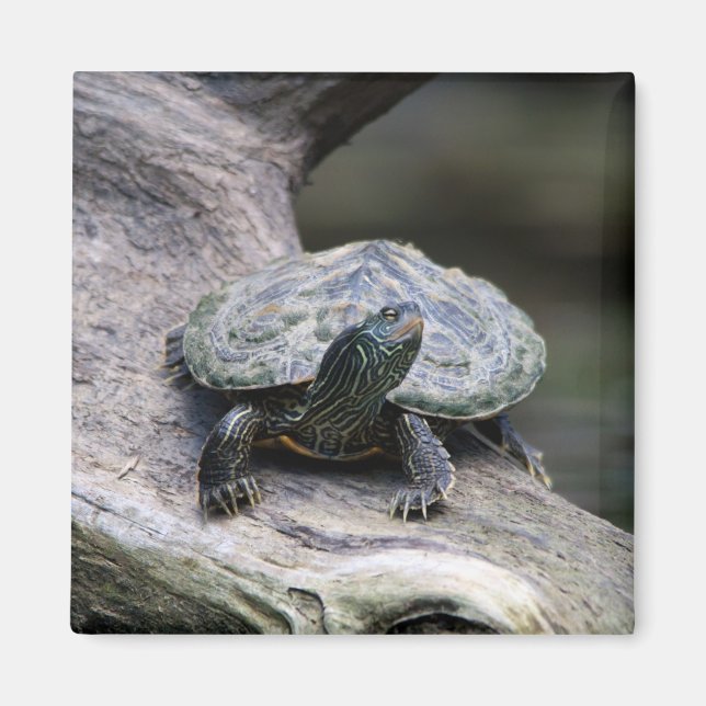 Imán Tortuga pintada en una rama (Frente)