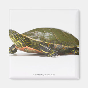 Imán Tortuga pintada occidental (bellii del picta del