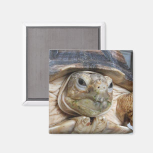 Imán Tortuga provocada por África, Sulcata, cierre faci