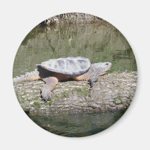 Imán Tortuga que rapea