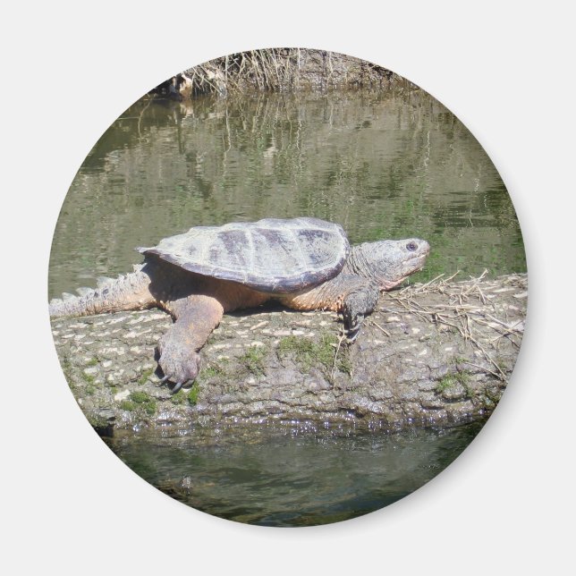 Imán Tortuga que rapea (Frente)