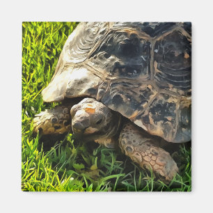 Imán Tortuga salvaje en la pradera de hierba