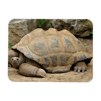 Imán Tortuga sonriente