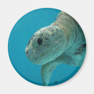 Imán tortuga terrestre