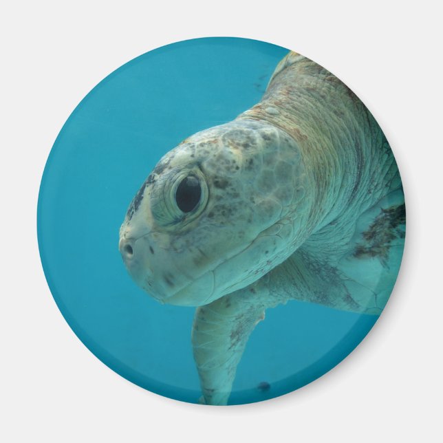 Imán tortuga terrestre (Frente)