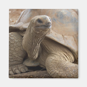 Imán Tortuga terrestre de Seychelle Aldabra