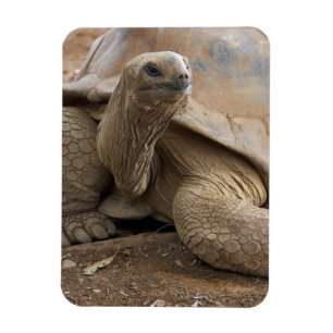 Imán Tortuga terrestre de Seychelle Aldabra