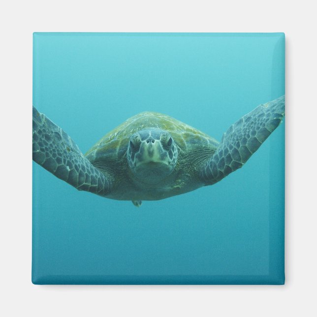 Imán Tortuga verde (Chelonia mydas agassisi), Central (Frente)