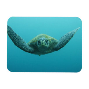 Imán Tortuga verde (Chelonia mydas agassisi), Central