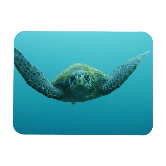 Imán Tortuga verde (Chelonia mydas agassisi), Central (Horizontal)