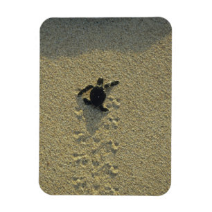 Imán Tortuga Verde, (Chelonia mydas), cría