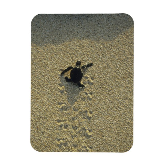 Imán Tortuga Verde, (Chelonia mydas), cría (Vertical)