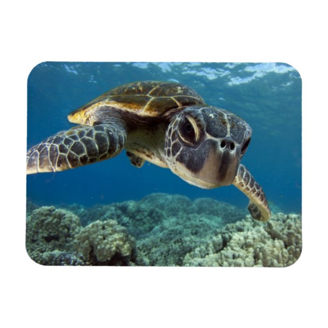 Imán Tortuga verde hawaiana (Horizontal)