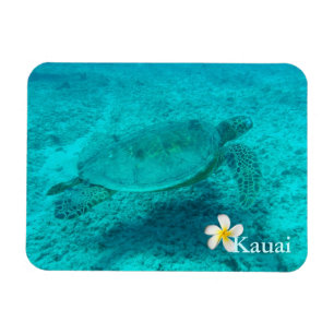 Imán Tortuga verde hawaiana