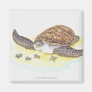 Imán Tortuga y bebés de mar