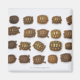 Imán Tortugas del bebé dispuestas en filas
