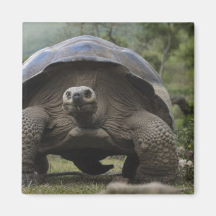 Imán Tortugas Gigantes de Galapagos Geochelone