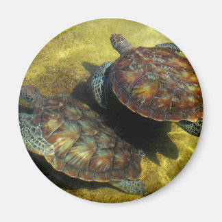Imán Tortugas marinas