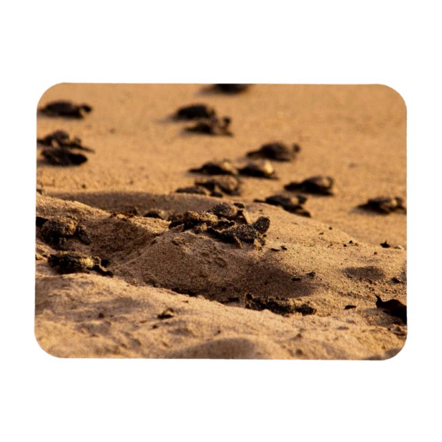 Imán Tortugas marinas (Horizontal)