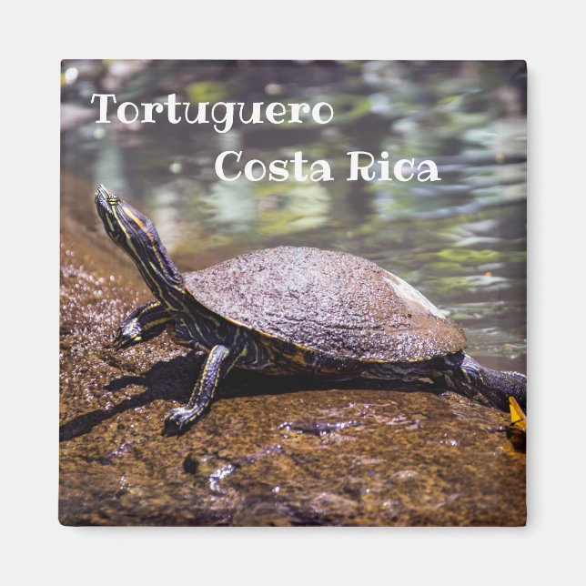 Imán Tortuguero - Tortuga de barriga amarilla (Frente)