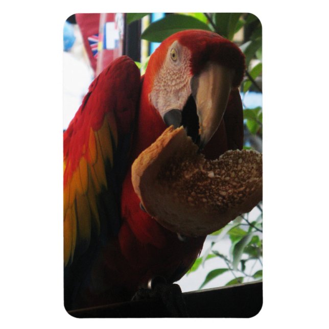 Imán Tostada de loro de Macaw escarlata (Vertical)
