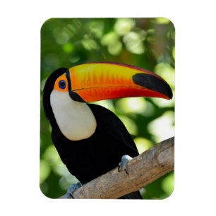 Imán Toucan