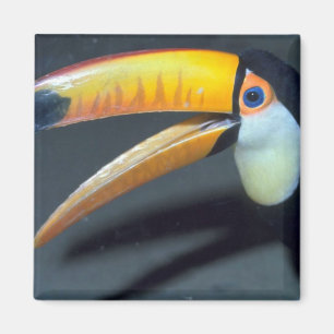 Imán Toucan