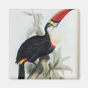 Imán Toucan de facturación roja, de 'A Monograph of the