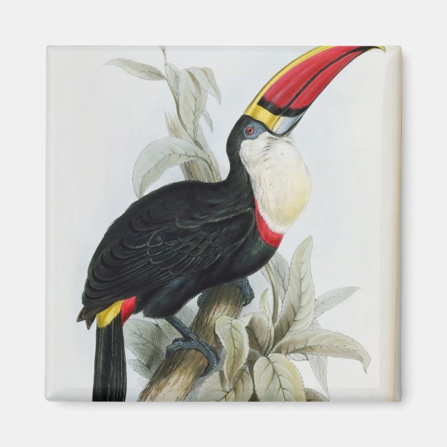 Imán Toucan de facturación roja, de 'A Monograph of the (Frente)