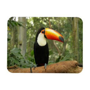 Imán Toucan en la rama del árbol