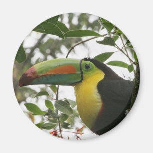 Imán Toucan en la selva